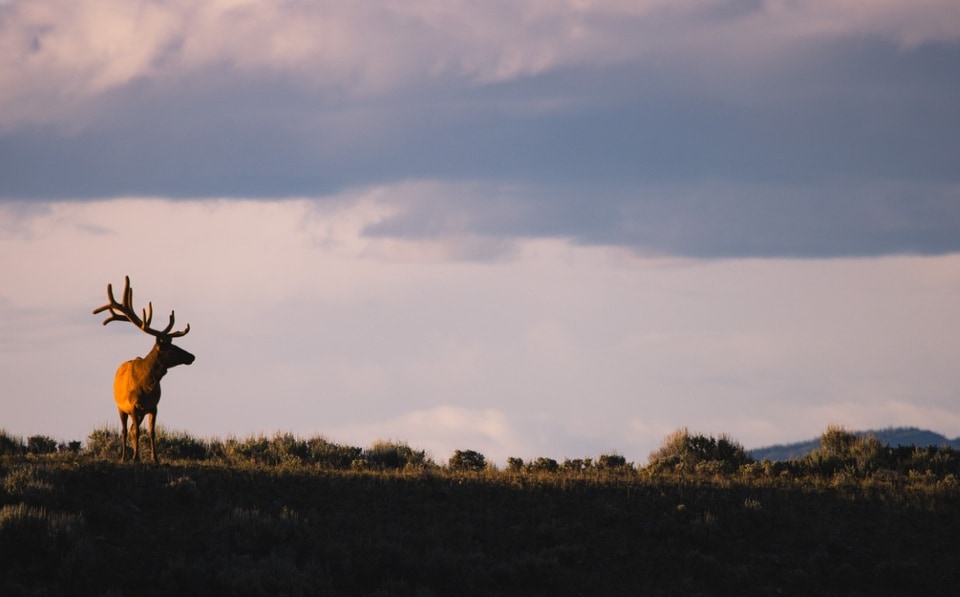 Grand Tetons NP photo: elk