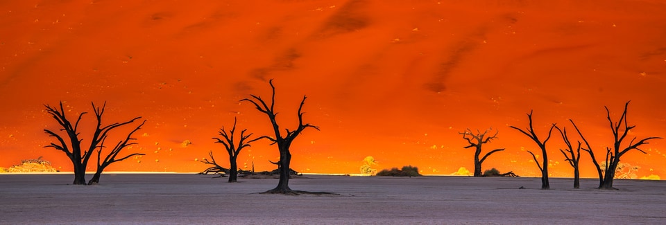 Namibia photo: 1 dead trees