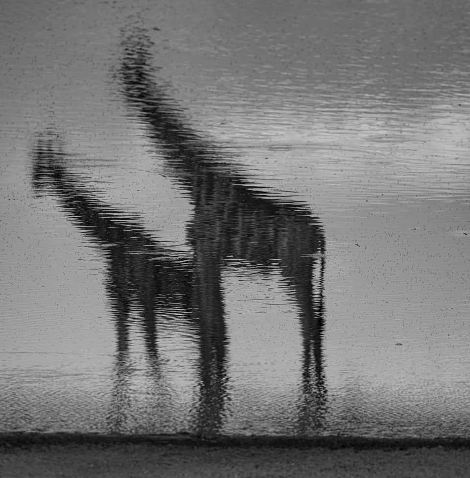 Namibia photo: giraffe