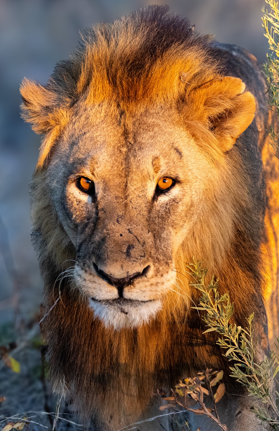 Namibia photo: lion