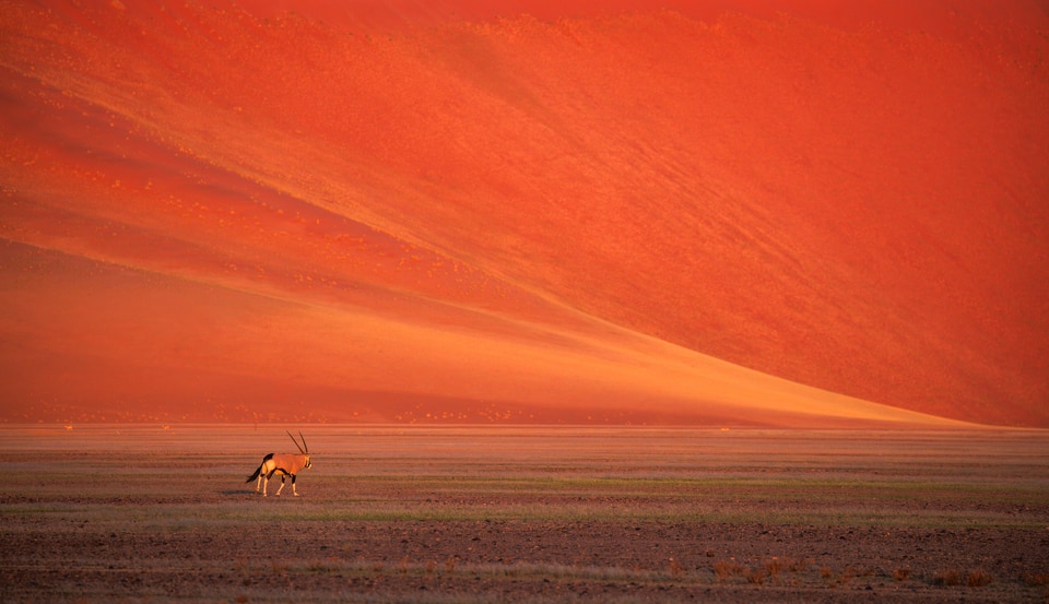 Namibia photo: oryx